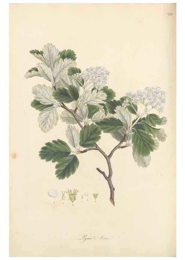 Reproducción/Reproduction 49557813537: Flora Graeca, sive, Plantarum rariorum historia, quas in provinciis aut insulis Graeciae /. Londini :Typis Richardi Taylor et socii, in Vico Shoe-Lane :MDCCCVI-MDCCCXL [1806-1840].. 