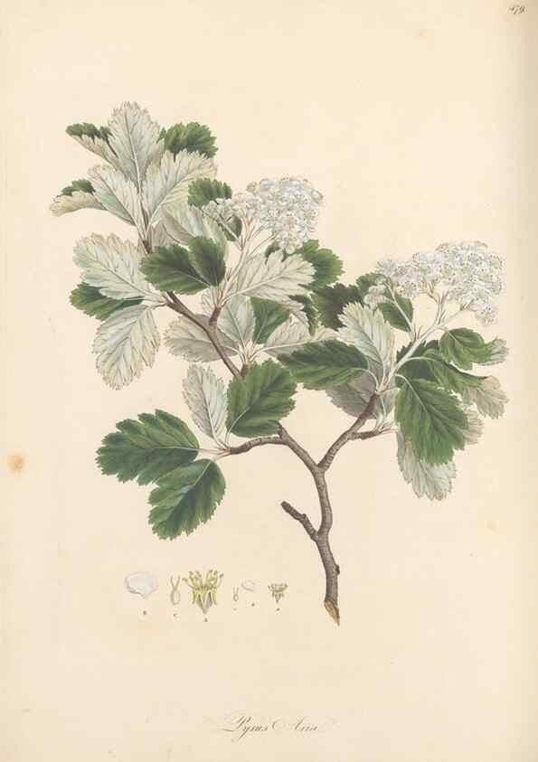 Reproducción/Reproduction 49557813537: Flora Graeca, sive, Plantarum rariorum historia, quas in provinciis aut insulis Graeciae /. Londini :Typis Richardi Taylor et socii, in Vico Shoe-Lane :MDCCCVI-MDCCCXL [1806-1840].. 