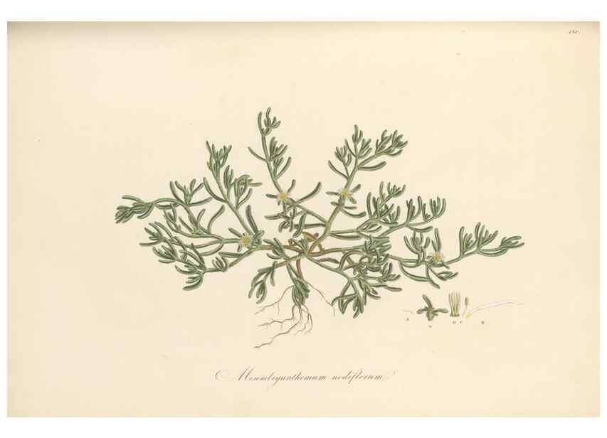 Reproducción/Reproduction 49557579516: Flora Graeca, sive, Plantarum rariorum historia, quas in provinciis aut insulis Graeciae /. Londini :Typis Richardi Taylor et socii, in Vico Shoe-Lane :MDCCCVI-MDCCCXL [1806-1840].. 