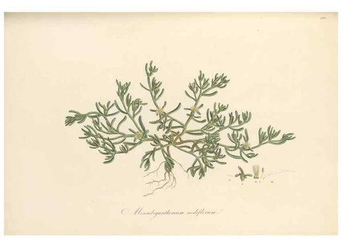 Reproducción/Reproduction 49557579516: Flora Graeca, sive, Plantarum rariorum historia, quas in provinciis aut insulis Graeciae /. Londini :Typis Richardi Taylor et socii, in Vico Shoe-Lane :MDCCCVI-MDCCCXL [1806-1840].. 
