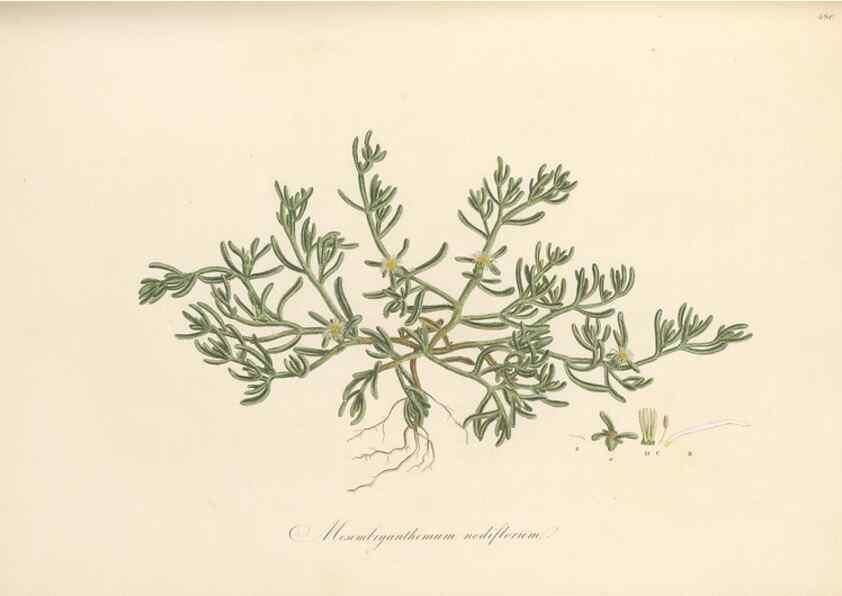 Reproducción/Reproduction 49557579516: Flora Graeca, sive, Plantarum rariorum historia, quas in provinciis aut insulis Graeciae /. Londini :Typis Richardi Taylor et socii, in Vico Shoe-Lane :MDCCCVI-MDCCCXL [1806-1840].. 