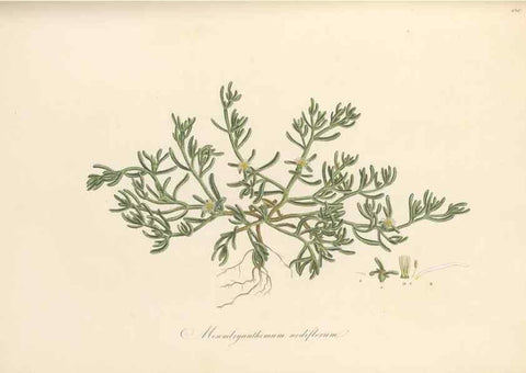 Reproducción/Reproduction 49557579516: Flora Graeca, sive, Plantarum rariorum historia, quas in provinciis aut insulis Graeciae /. Londini :Typis Richardi Taylor et socii, in Vico Shoe-Lane :MDCCCVI-MDCCCXL [1806-1840].. 