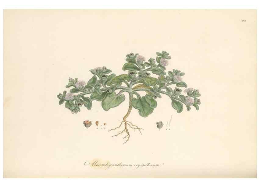 Reproducción/Reproduction 49557082443: Flora Graeca, sive, Plantarum rariorum historia, quas in provinciis aut insulis Graeciae /. Londini :Typis Richardi Taylor et socii, in Vico Shoe-Lane :MDCCCVI-MDCCCXL [1806-1840].. 