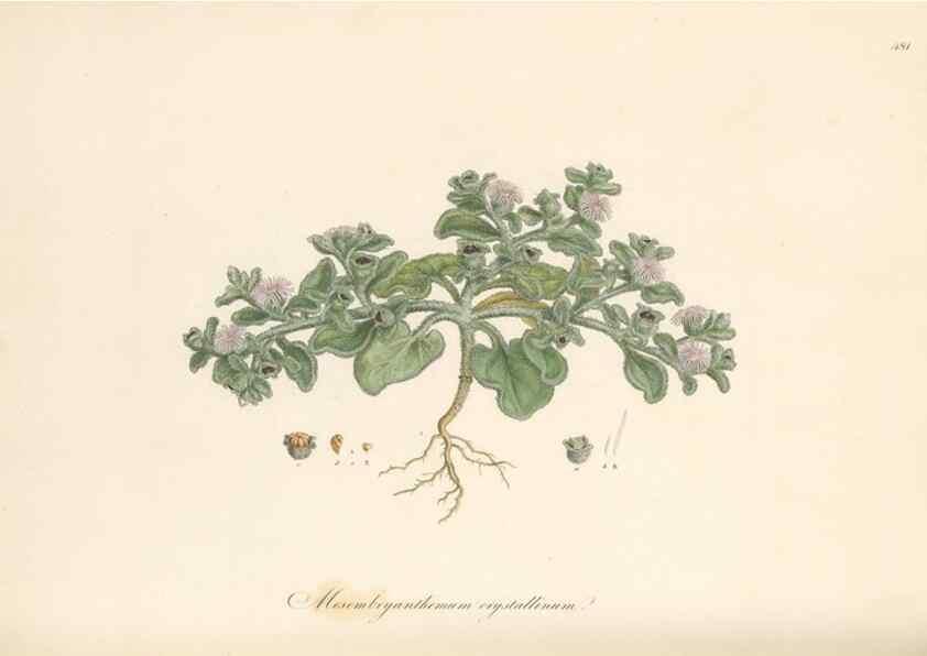 Reproducción/Reproduction 49557082443: Flora Graeca, sive, Plantarum rariorum historia, quas in provinciis aut insulis Graeciae /. Londini :Typis Richardi Taylor et socii, in Vico Shoe-Lane :MDCCCVI-MDCCCXL [1806-1840].. 
