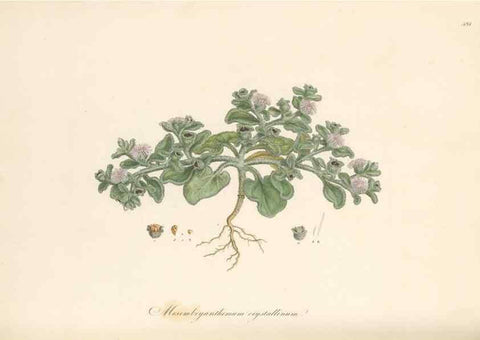 Reproducción/Reproduction 49557082443: Flora Graeca, sive, Plantarum rariorum historia, quas in provinciis aut insulis Graeciae /. Londini :Typis Richardi Taylor et socii, in Vico Shoe-Lane :MDCCCVI-MDCCCXL [1806-1840].. 