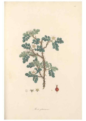 Reproducción/Reproduction 49557580106: Flora Graeca, sive, Plantarum rariorum historia, quas in provinciis aut insulis Graeciae /. Londini :Typis Richardi Taylor et socii, in Vico Shoe-Lane :MDCCCVI-MDCCCXL [1806-1840].. 