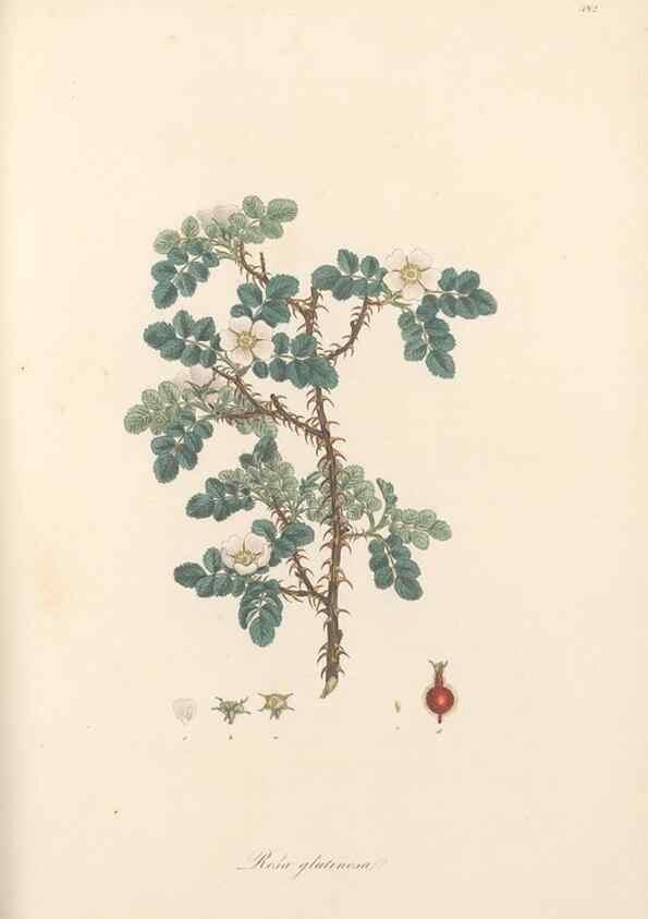 Reproducción/Reproduction 49557580106: Flora Graeca, sive, Plantarum rariorum historia, quas in provinciis aut insulis Graeciae /. Londini :Typis Richardi Taylor et socii, in Vico Shoe-Lane :MDCCCVI-MDCCCXL [1806-1840].. 