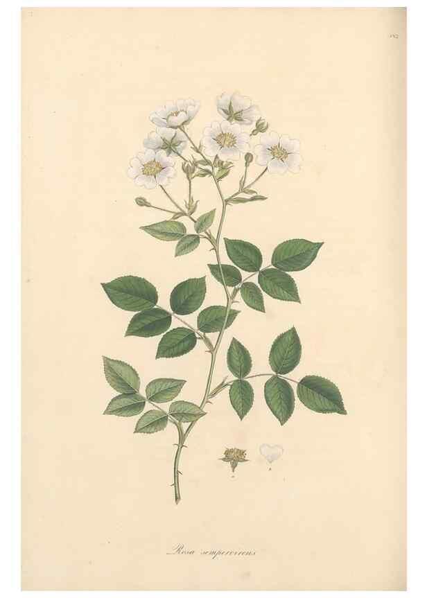 Reproducción/Reproduction 49557815142: Flora Graeca, sive, Plantarum rariorum historia, quas in provinciis aut insulis Graeciae /. Londini :Typis Richardi Taylor et socii, in Vico Shoe-Lane :MDCCCVI-MDCCCXL [1806-1840].. 