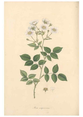 Reproducción/Reproduction 49557815142: Flora Graeca, sive, Plantarum rariorum historia, quas in provinciis aut insulis Graeciae /. Londini :Typis Richardi Taylor et socii, in Vico Shoe-Lane :MDCCCVI-MDCCCXL [1806-1840].. 