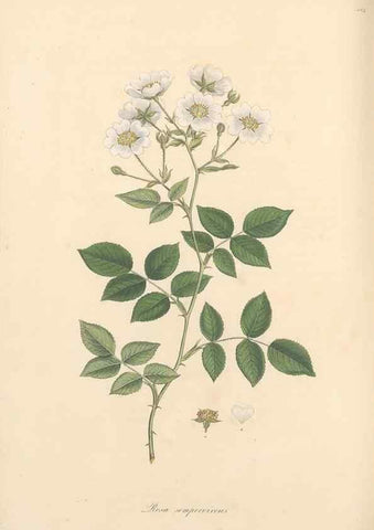 Reproducción/Reproduction 49557815142: Flora Graeca, sive, Plantarum rariorum historia, quas in provinciis aut insulis Graeciae /. Londini :Typis Richardi Taylor et socii, in Vico Shoe-Lane :MDCCCVI-MDCCCXL [1806-1840].. 