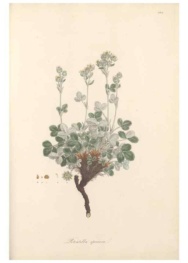 Reproducción/Reproduction 49557083393: Flora Graeca, sive, Plantarum rariorum historia, quas in provinciis aut insulis Graeciae /. Londini :Typis Richardi Taylor et socii, in Vico Shoe-Lane :MDCCCVI-MDCCCXL [1806-1840].. 