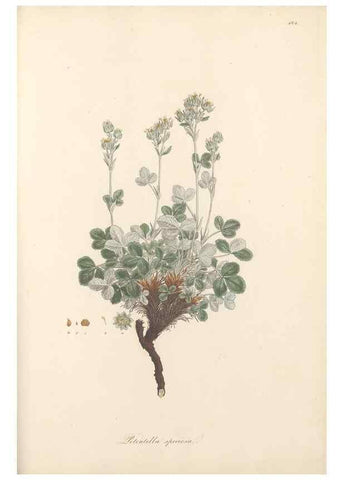 Reproducción/Reproduction 49557083393: Flora Graeca, sive, Plantarum rariorum historia, quas in provinciis aut insulis Graeciae /. Londini :Typis Richardi Taylor et socii, in Vico Shoe-Lane :MDCCCVI-MDCCCXL [1806-1840].. 