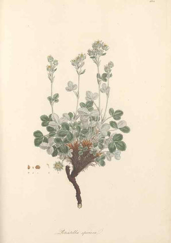 Reproducción/Reproduction 49557083393: Flora Graeca, sive, Plantarum rariorum historia, quas in provinciis aut insulis Graeciae /. Londini :Typis Richardi Taylor et socii, in Vico Shoe-Lane :MDCCCVI-MDCCCXL [1806-1840].. 