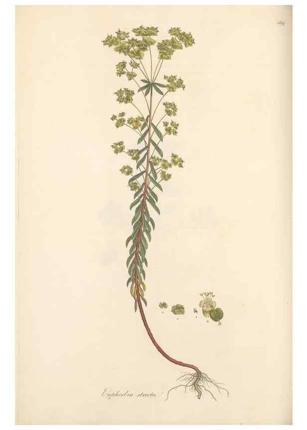 Reproducción/Reproduction 49557077773: Flora Graeca, sive, Plantarum rariorum historia, quas in provinciis aut insulis Graeciae /. Londini :Typis Richardi Taylor et socii, in Vico Shoe-Lane :MDCCCVI-MDCCCXL [1806-1840].. 