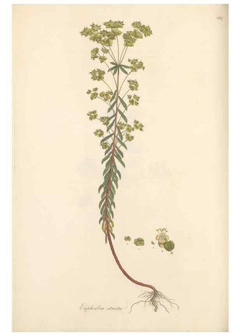 Reproducción/Reproduction 49557077773: Flora Graeca, sive, Plantarum rariorum historia, quas in provinciis aut insulis Graeciae /. Londini :Typis Richardi Taylor et socii, in Vico Shoe-Lane :MDCCCVI-MDCCCXL [1806-1840].. 