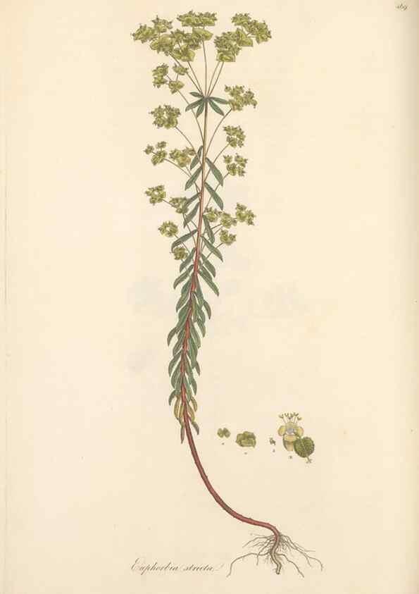 Reproducción/Reproduction 49557077773: Flora Graeca, sive, Plantarum rariorum historia, quas in provinciis aut insulis Graeciae /. Londini :Typis Richardi Taylor et socii, in Vico Shoe-Lane :MDCCCVI-MDCCCXL [1806-1840].. 