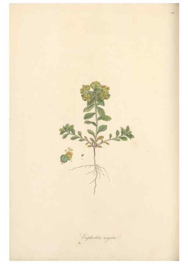 Reproducción/Reproduction 49557809437: Flora Graeca, sive, Plantarum rariorum historia, quas in provinciis aut insulis Graeciae /. Londini :Typis Richardi Taylor et socii, in Vico Shoe-Lane :MDCCCVI-MDCCCXL [1806-1840].. 