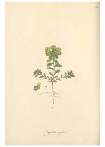 Reproducción/Reproduction 49557809437: Flora Graeca, sive, Plantarum rariorum historia, quas in provinciis aut insulis Graeciae /. Londini :Typis Richardi Taylor et socii, in Vico Shoe-Lane :MDCCCVI-MDCCCXL [1806-1840].. 