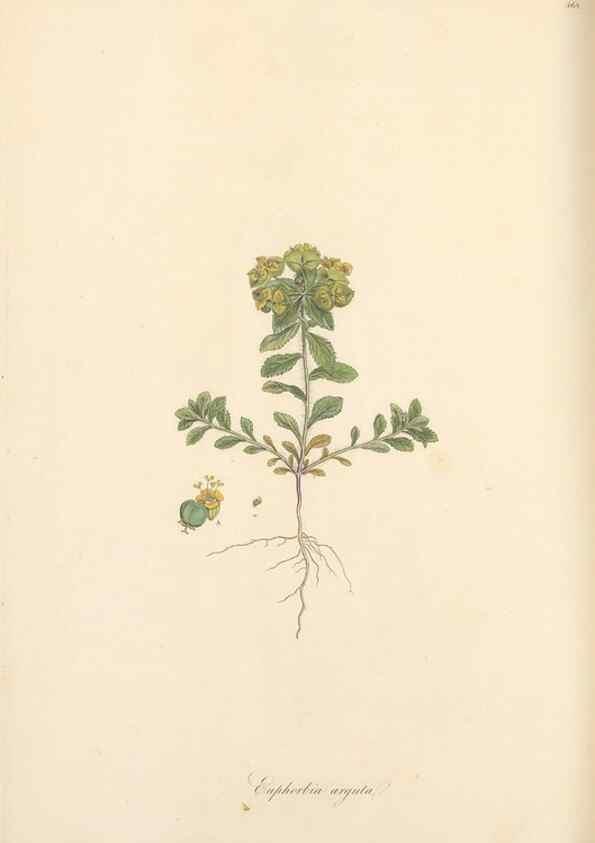 Reproducción/Reproduction 49557809437: Flora Graeca, sive, Plantarum rariorum historia, quas in provinciis aut insulis Graeciae /. Londini :Typis Richardi Taylor et socii, in Vico Shoe-Lane :MDCCCVI-MDCCCXL [1806-1840].. 