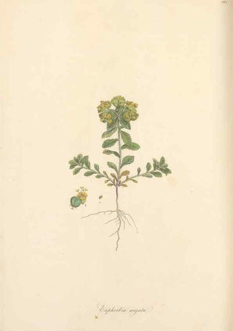 Reproducción/Reproduction 49557809437: Flora Graeca, sive, Plantarum rariorum historia, quas in provinciis aut insulis Graeciae /. Londini :Typis Richardi Taylor et socii, in Vico Shoe-Lane :MDCCCVI-MDCCCXL [1806-1840].. 