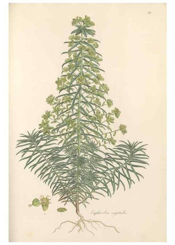 Reproducción/Reproduction 49557574466: Flora Graeca, sive, Plantarum rariorum historia, quas in provinciis aut insulis Graeciae /. Londini :Typis Richardi Taylor et socii, in Vico Shoe-Lane :MDCCCVI-MDCCCXL [1806-1840].. 