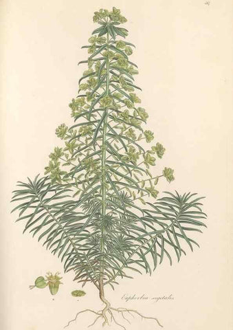 Reproducción/Reproduction 49557574466: Flora Graeca, sive, Plantarum rariorum historia, quas in provinciis aut insulis Graeciae /. Londini :Typis Richardi Taylor et socii, in Vico Shoe-Lane :MDCCCVI-MDCCCXL [1806-1840].. 