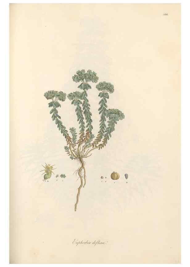 Reproducción/Reproduction 49557076463: Flora Graeca, sive, Plantarum rariorum historia, quas in provinciis aut insulis Graeciae /. Londini :Typis Richardi Taylor et socii, in Vico Shoe-Lane :MDCCCVI-MDCCCXL [1806-1840].. 
