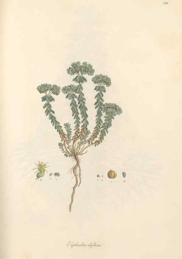 Reproducción/Reproduction 49557076463: Flora Graeca, sive, Plantarum rariorum historia, quas in provinciis aut insulis Graeciae /. Londini :Typis Richardi Taylor et socii, in Vico Shoe-Lane :MDCCCVI-MDCCCXL [1806-1840].. 