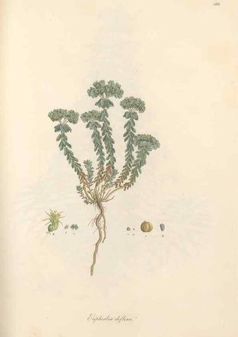 Reproducción/Reproduction 49557076463: Flora Graeca, sive, Plantarum rariorum historia, quas in provinciis aut insulis Graeciae /. Londini :Typis Richardi Taylor et socii, in Vico Shoe-Lane :MDCCCVI-MDCCCXL [1806-1840].. 