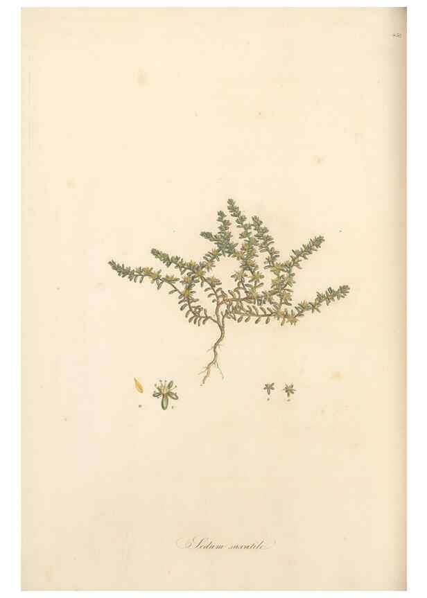 Reproducción/Reproduction 49557802987: Flora Graeca, sive, Plantarum rariorum historia, quas in provinciis aut insulis Graeciae /. Londini :Typis Richardi Taylor et socii, in Vico Shoe-Lane :MDCCCVI-MDCCCXL [1806-1840].. 