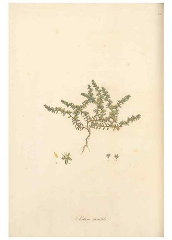 Reproducción/Reproduction 49557802987: Flora Graeca, sive, Plantarum rariorum historia, quas in provinciis aut insulis Graeciae /. Londini :Typis Richardi Taylor et socii, in Vico Shoe-Lane :MDCCCVI-MDCCCXL [1806-1840].. 