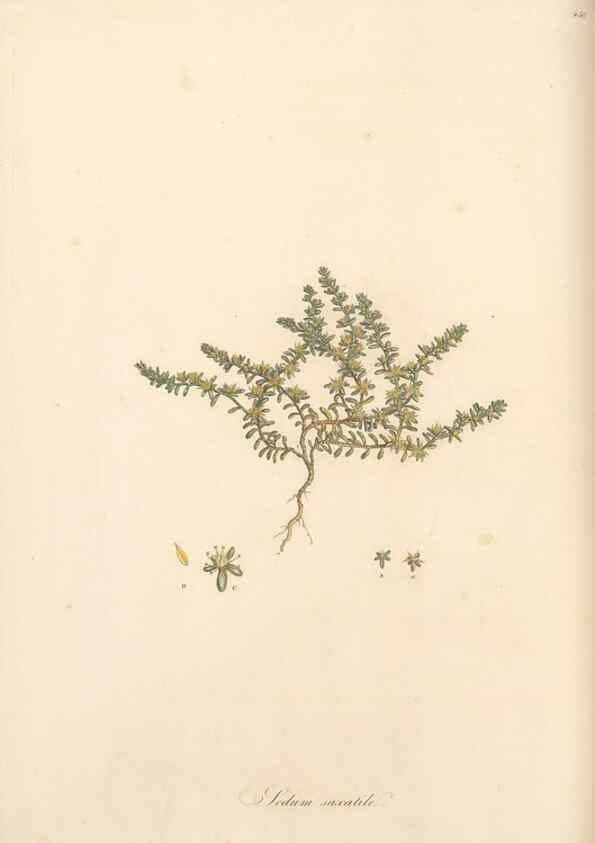 Reproducción/Reproduction 49557802987: Flora Graeca, sive, Plantarum rariorum historia, quas in provinciis aut insulis Graeciae /. Londini :Typis Richardi Taylor et socii, in Vico Shoe-Lane :MDCCCVI-MDCCCXL [1806-1840].. 