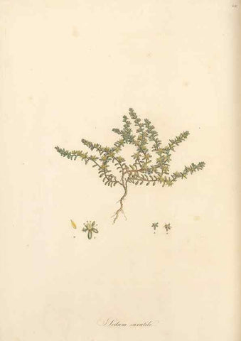 Reproducción/Reproduction 49557802987: Flora Graeca, sive, Plantarum rariorum historia, quas in provinciis aut insulis Graeciae /. Londini :Typis Richardi Taylor et socii, in Vico Shoe-Lane :MDCCCVI-MDCCCXL [1806-1840].. 