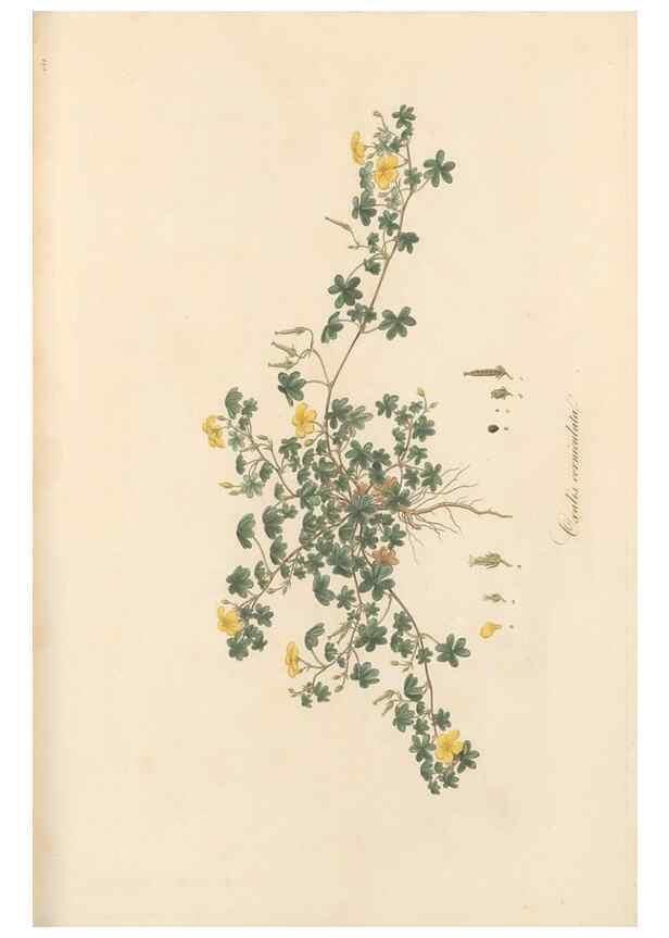 Reproducción/Reproduction 49557803322: Flora Graeca, sive, Plantarum rariorum historia, quas in provinciis aut insulis Graeciae /. Londini :Typis Richardi Taylor et socii, in Vico Shoe-Lane :MDCCCVI-MDCCCXL [1806-1840].. 