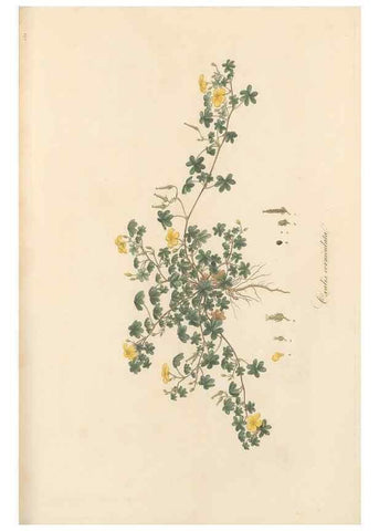 Reproducción/Reproduction 49557803322: Flora Graeca, sive, Plantarum rariorum historia, quas in provinciis aut insulis Graeciae /. Londini :Typis Richardi Taylor et socii, in Vico Shoe-Lane :MDCCCVI-MDCCCXL [1806-1840].. 