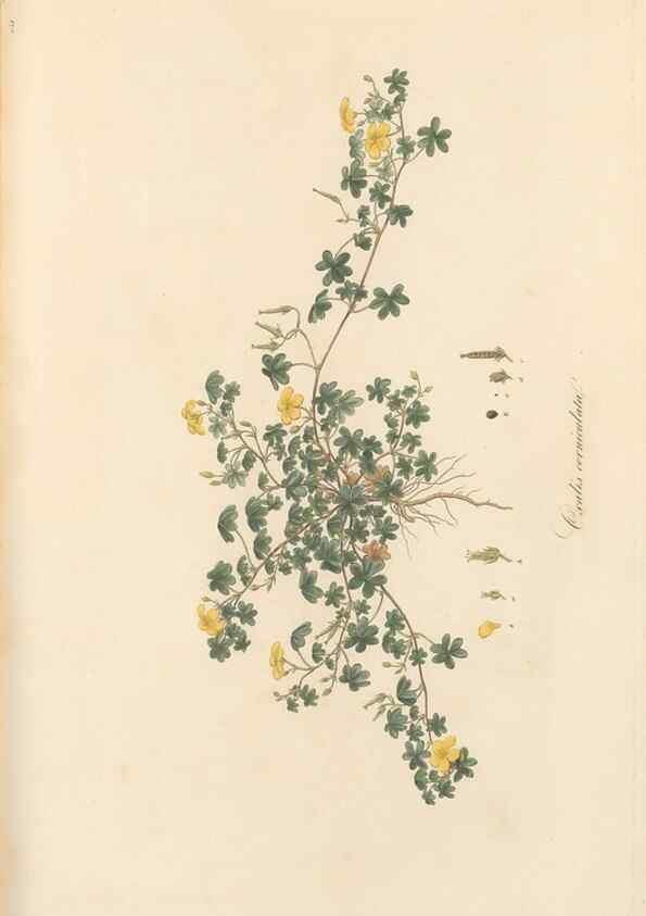 Reproducción/Reproduction 49557803322: Flora Graeca, sive, Plantarum rariorum historia, quas in provinciis aut insulis Graeciae /. Londini :Typis Richardi Taylor et socii, in Vico Shoe-Lane :MDCCCVI-MDCCCXL [1806-1840].. 