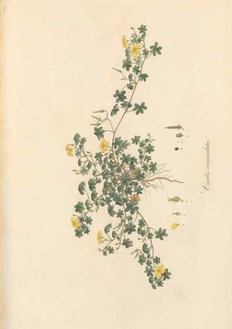 Reproducción/Reproduction 49557803322: Flora Graeca, sive, Plantarum rariorum historia, quas in provinciis aut insulis Graeciae /. Londini :Typis Richardi Taylor et socii, in Vico Shoe-Lane :MDCCCVI-MDCCCXL [1806-1840].. 