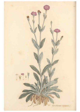 Reproducción/Reproduction 49557803657: Flora Graeca, sive, Plantarum rariorum historia, quas in provinciis aut insulis Graeciae /. Londini :Typis Richardi Taylor et socii, in Vico Shoe-Lane :MDCCCVI-MDCCCXL [1806-1840].. 