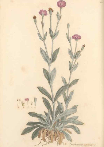 Reproducción/Reproduction 49557803657: Flora Graeca, sive, Plantarum rariorum historia, quas in provinciis aut insulis Graeciae /. Londini :Typis Richardi Taylor et socii, in Vico Shoe-Lane :MDCCCVI-MDCCCXL [1806-1840].. 