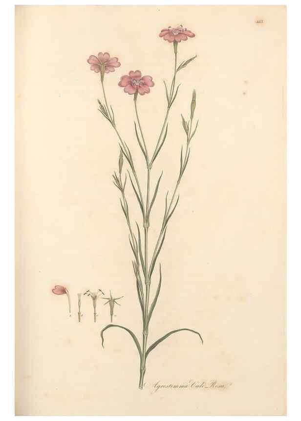 Reproducción/Reproduction 49557804037: Flora Graeca, sive, Plantarum rariorum historia, quas in provinciis aut insulis Graeciae /. Londini :Typis Richardi Taylor et socii, in Vico Shoe-Lane :MDCCCVI-MDCCCXL [1806-1840].. 