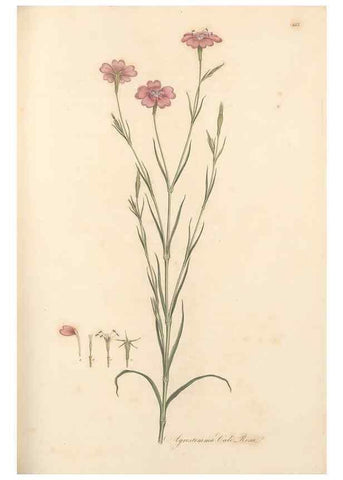 Reproducción/Reproduction 49557804037: Flora Graeca, sive, Plantarum rariorum historia, quas in provinciis aut insulis Graeciae /. Londini :Typis Richardi Taylor et socii, in Vico Shoe-Lane :MDCCCVI-MDCCCXL [1806-1840].. 