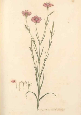 Reproducción/Reproduction 49557804037: Flora Graeca, sive, Plantarum rariorum historia, quas in provinciis aut insulis Graeciae /. Londini :Typis Richardi Taylor et socii, in Vico Shoe-Lane :MDCCCVI-MDCCCXL [1806-1840].. 