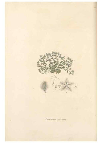 Reproducción/Reproduction 49557569831: Flora Graeca, sive, Plantarum rariorum historia, quas in provinciis aut insulis Graeciae /. Londini :Typis Richardi Taylor et socii, in Vico Shoe-Lane :MDCCCVI-MDCCCXL [1806-1840].. 