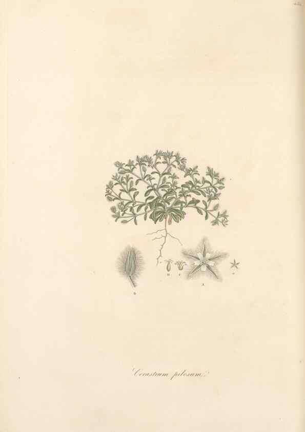 Reproducción/Reproduction 49557569831: Flora Graeca, sive, Plantarum rariorum historia, quas in provinciis aut insulis Graeciae /. Londini :Typis Richardi Taylor et socii, in Vico Shoe-Lane :MDCCCVI-MDCCCXL [1806-1840].. 