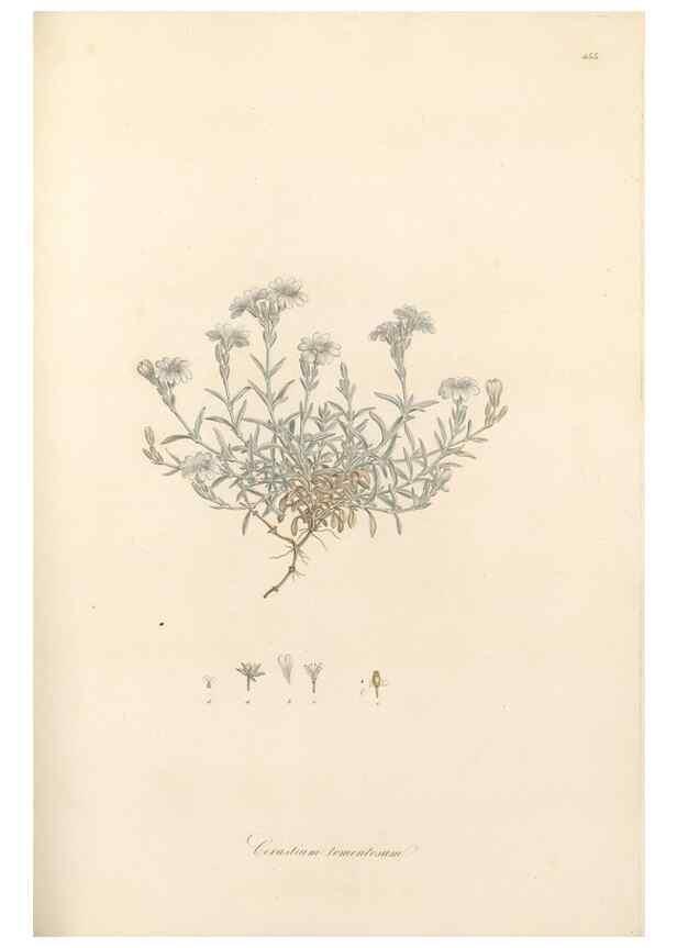 Reproducción/Reproduction 49557570111: Flora Graeca, sive, Plantarum rariorum historia, quas in provinciis aut insulis Graeciae /. Londini :Typis Richardi Taylor et socii, in Vico Shoe-Lane :MDCCCVI-MDCCCXL [1806-1840].. 