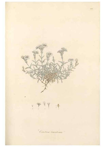 Reproducción/Reproduction 49557570111: Flora Graeca, sive, Plantarum rariorum historia, quas in provinciis aut insulis Graeciae /. Londini :Typis Richardi Taylor et socii, in Vico Shoe-Lane :MDCCCVI-MDCCCXL [1806-1840].. 