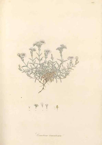 Reproducción/Reproduction 49557570111: Flora Graeca, sive, Plantarum rariorum historia, quas in provinciis aut insulis Graeciae /. Londini :Typis Richardi Taylor et socii, in Vico Shoe-Lane :MDCCCVI-MDCCCXL [1806-1840].. 