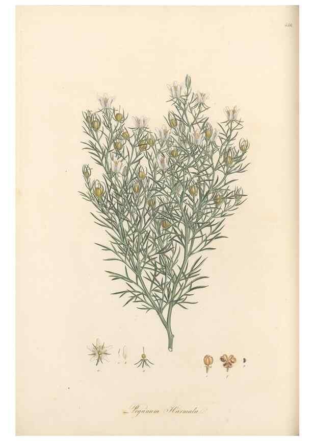 Reproducción/Reproduction 49557804912: Flora Graeca, sive, Plantarum rariorum historia, quas in provinciis aut insulis Graeciae /. Londini :Typis Richardi Taylor et socii, in Vico Shoe-Lane :MDCCCVI-MDCCCXL [1806-1840].. 