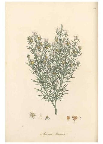 Reproducción/Reproduction 49557804912: Flora Graeca, sive, Plantarum rariorum historia, quas in provinciis aut insulis Graeciae /. Londini :Typis Richardi Taylor et socii, in Vico Shoe-Lane :MDCCCVI-MDCCCXL [1806-1840].. 