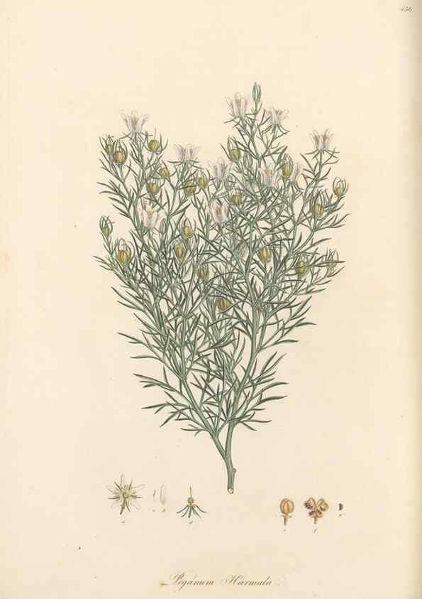 Reproducción/Reproduction 49557804912: Flora Graeca, sive, Plantarum rariorum historia, quas in provinciis aut insulis Graeciae /. Londini :Typis Richardi Taylor et socii, in Vico Shoe-Lane :MDCCCVI-MDCCCXL [1806-1840].. 
